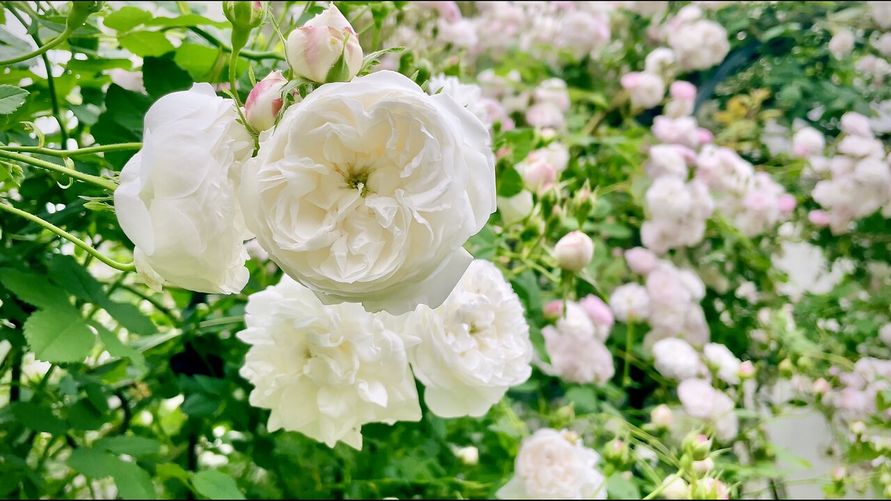 🌿 Old Rose Garden Day in a small garden the size of a kitten's forehead - From Japan