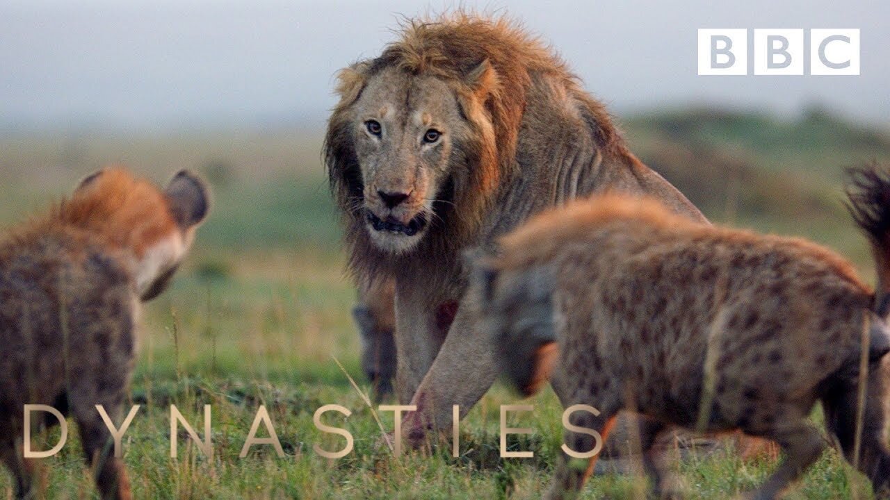 Hyena pack attacks lion | FULL CLIP - Dynasties