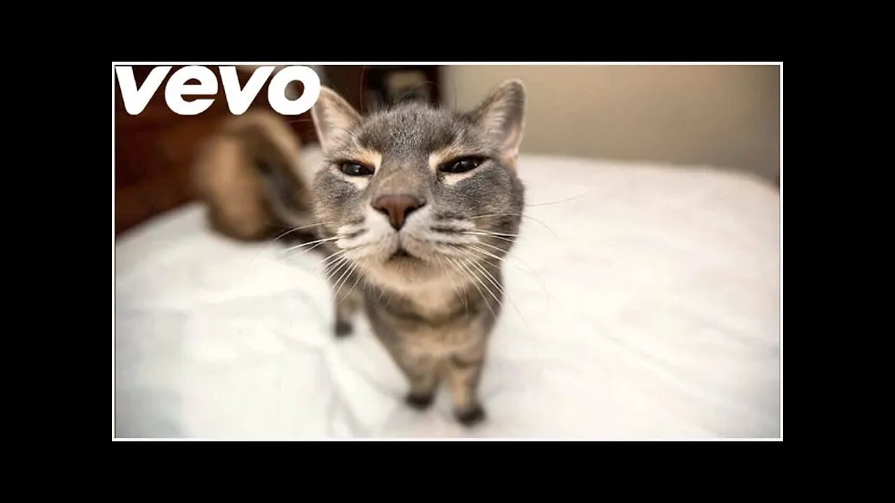 Top 5 Cats