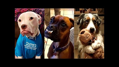 Funny try not to laugh (dog & cute puppy version)