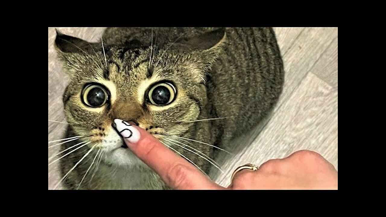 Funny animals - Funny cats dogs - Funny animal videos
