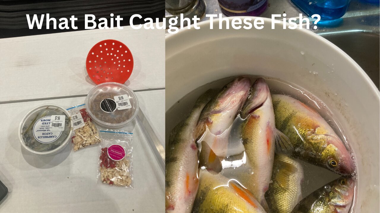 What Bait Caught These Fish