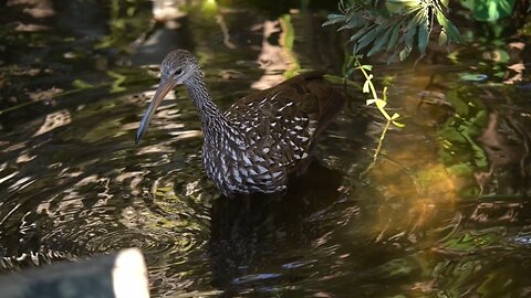 Limpkin Find Good Hunting Grounds