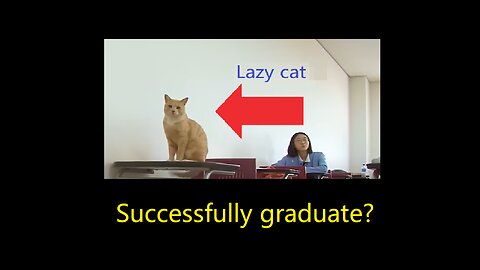 Cat goes to class daily