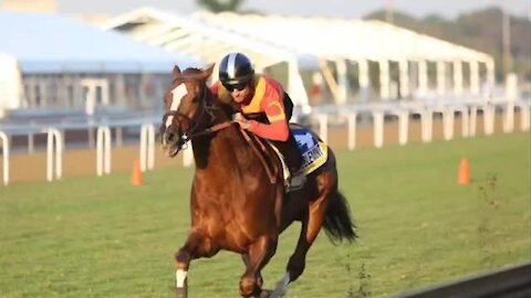 SOUTH AFRICA - Durban - Vodacom Durban July Gallops (Video) (MJh)