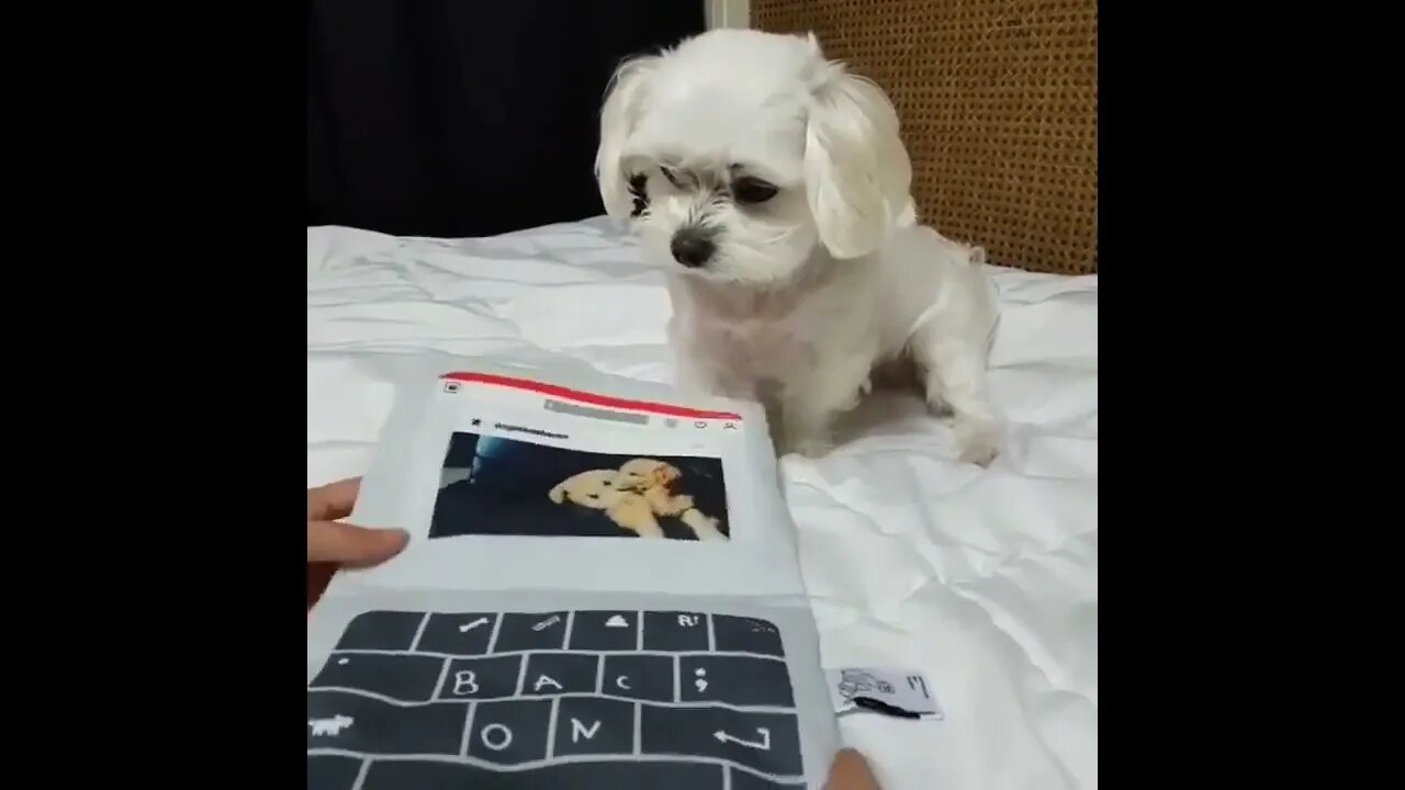 Dog Learned From Human