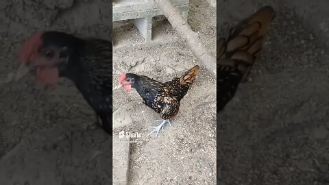 A little Sebright rooster crowing.