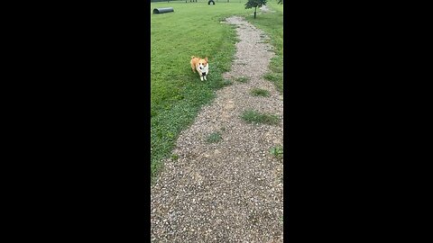 Corgi butt