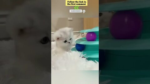 cute cat videos 😹 funny videos 😂 665 😻 #shorts #shortsfunny #cutecat #catvideos #catsfood #catscare