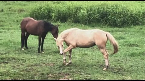 While I watch the brumby girls sleep, the 3 stooges are rolling their feed bowl down the hill