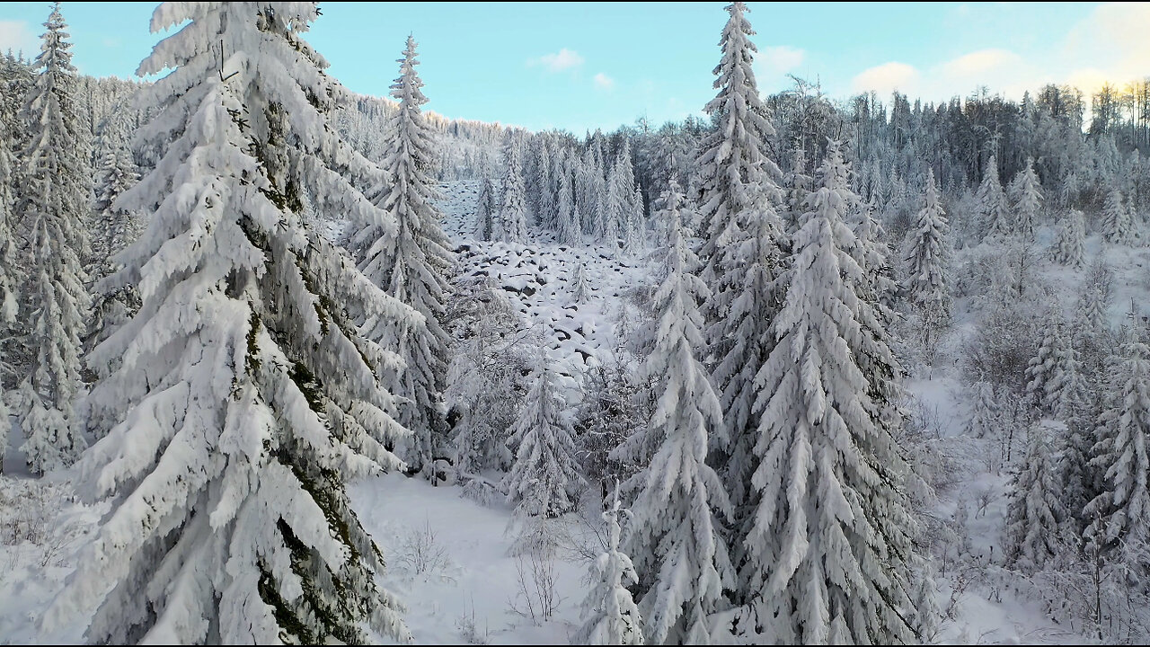 Beautiful Snow Trees 4K Videos.