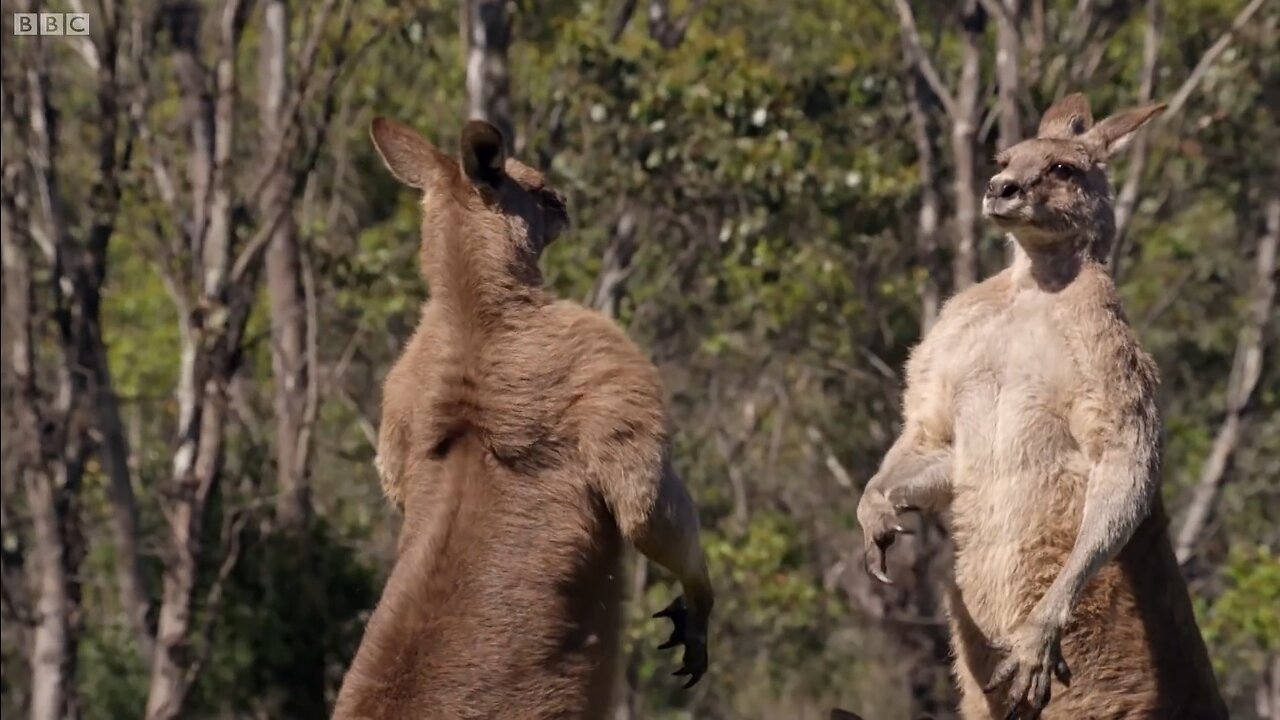 Kangaroo Boxing Fight | Life Story | BBC Earth 😲😲😲😲