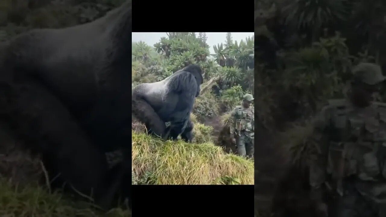 If you met a gorilla on the street, don't make eye contact It means you are hostile