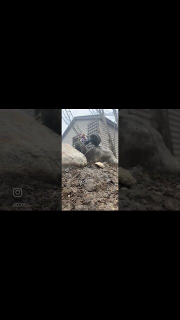 Furitek Gold Digger showing off! #rc #rockbouncer #crawler