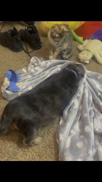 DOG WRESTLES BLANKET AS CAT WATCHES