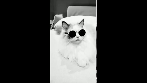 Stylish Cat