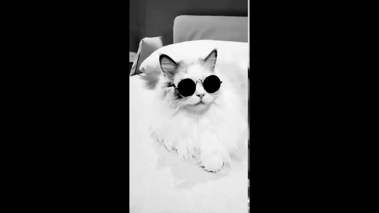 Stylish Cat