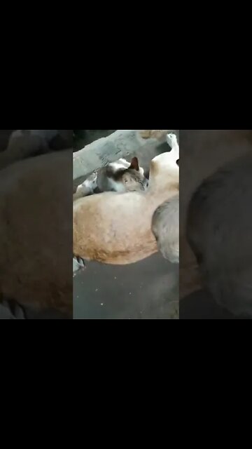 Cats & Dogs 002. Best Video