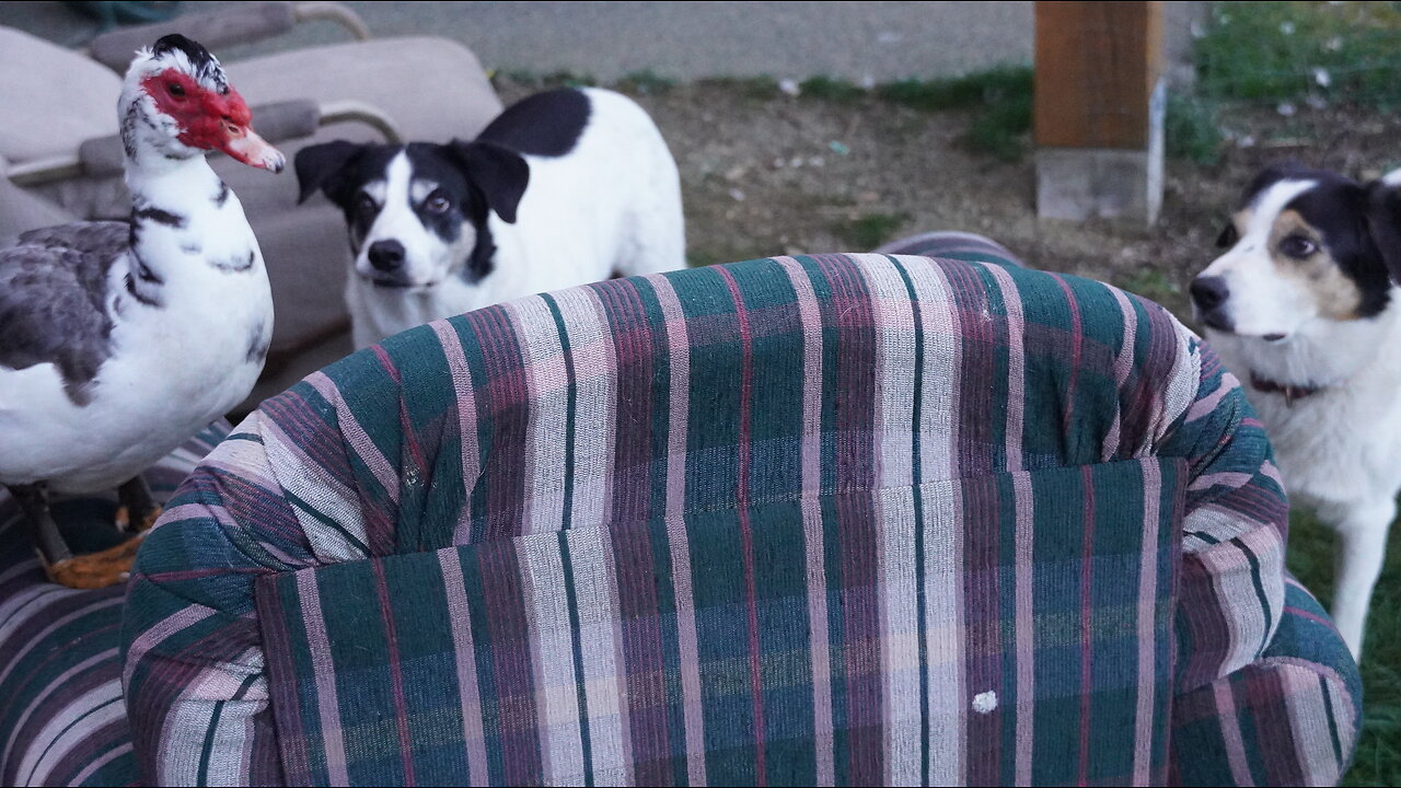 Meet Billy: The Outdoor Couch Dwelling Duck