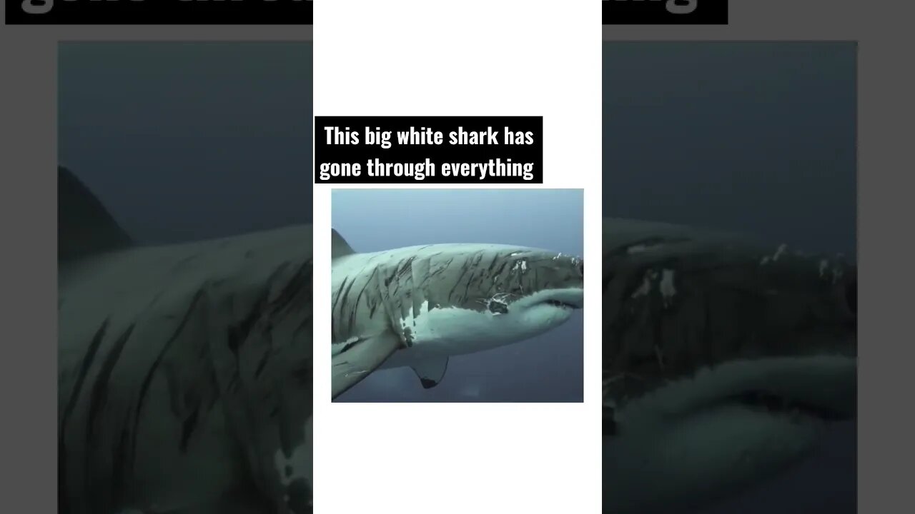 This big white shark has gone through everything 🥺 #shorts #shark #sad