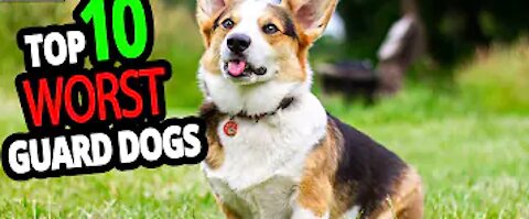 TOP 10 Worst Guard Dogs In The World!