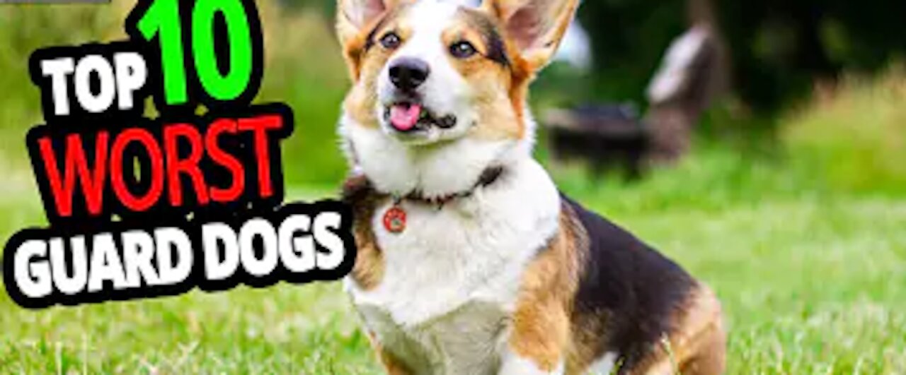 TOP 10 Worst Guard Dogs In The World!