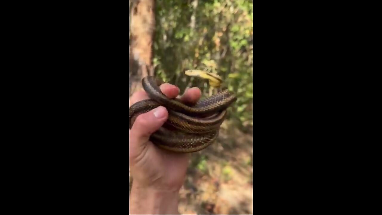 Just Found a Snake
