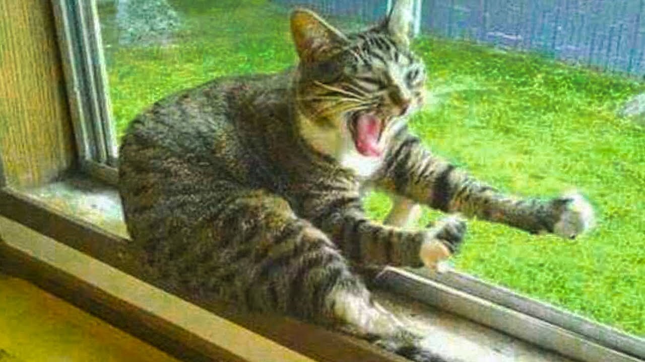 Funny Pets Doing Things - Cute Cats 😹 And Dogs 🐶 Reactions 🤣