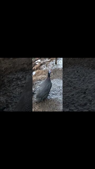 Female guinea fowl call