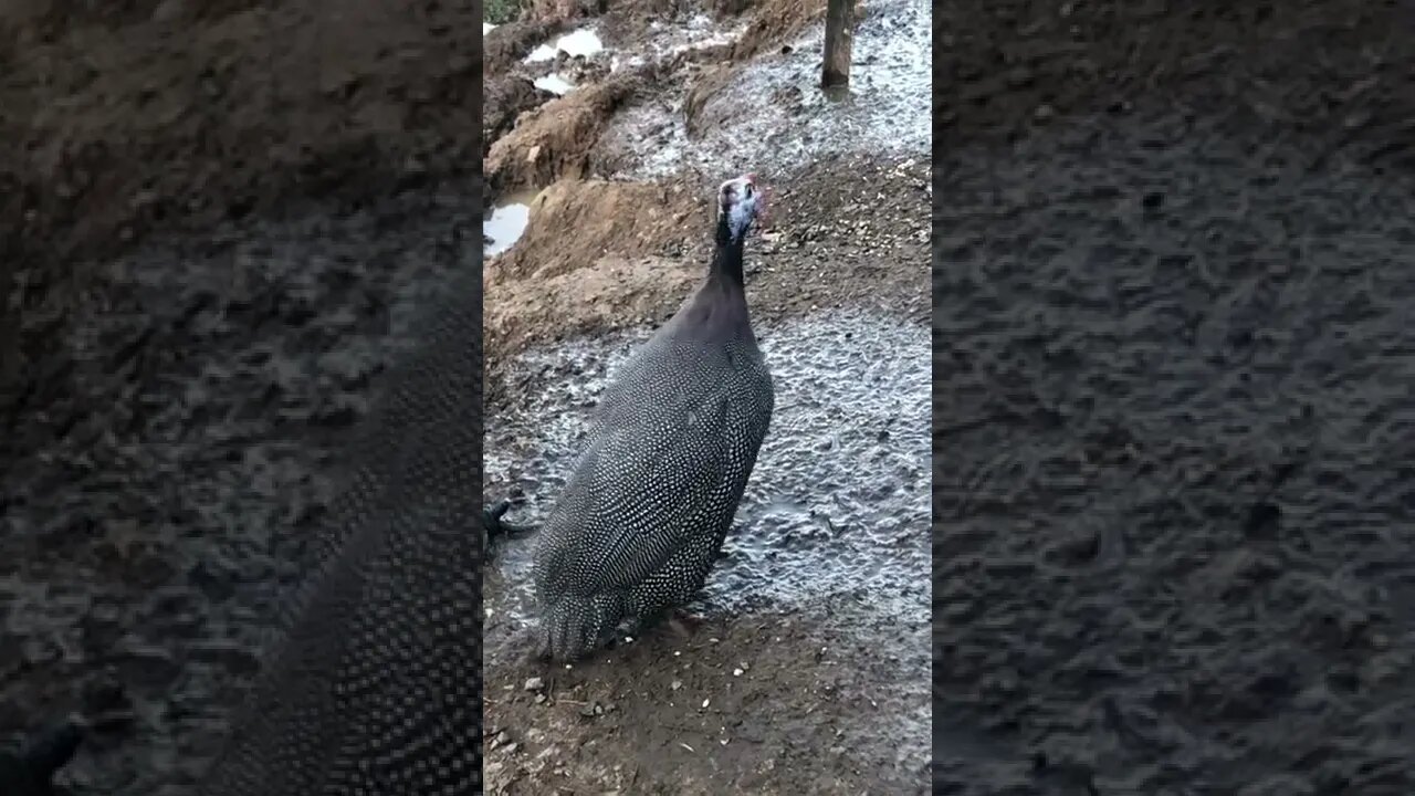 Female guinea fowl call