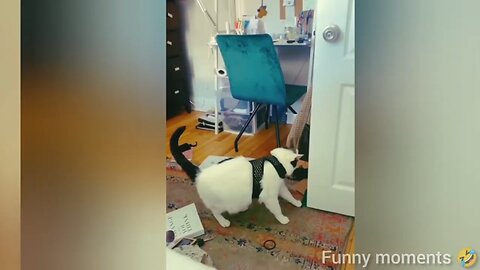 The funniest and cutest animal clips.