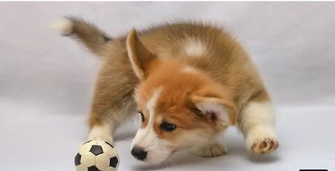 Fan dog 🐕 and cat