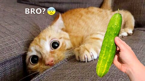 Funny cats&dog|Hilarious cat and dog moments|Cats and dogs funny videos|funny animal|try not laugh