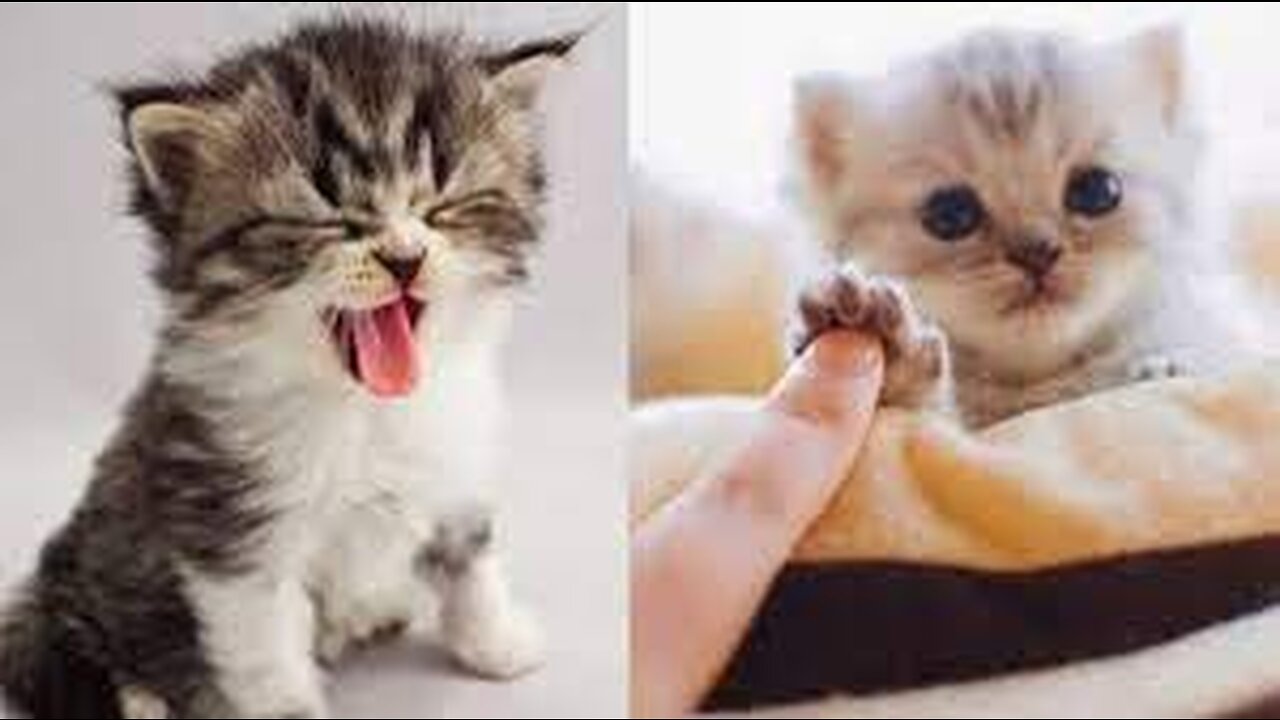 Cute baby animals Videos Compilation cute moment of the animals - Cutest Animals ,Episode :244