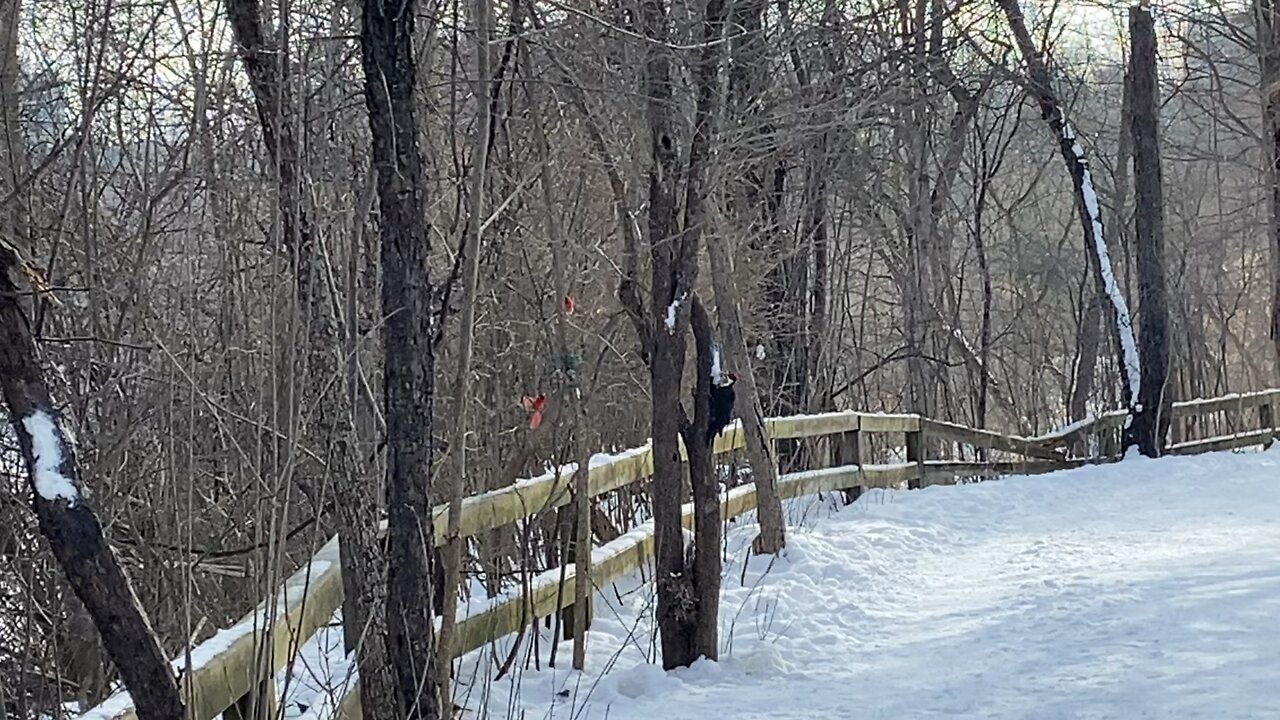 Pileated Wood Pecker James Gardens Toronto