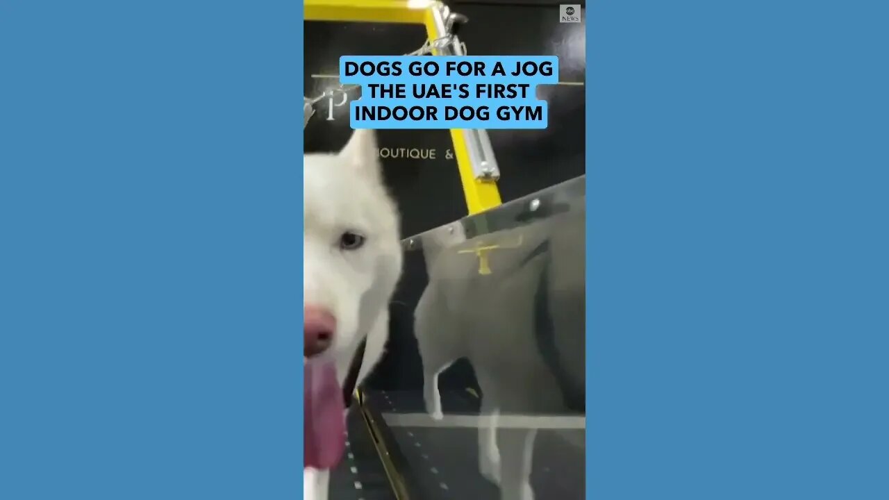 Dogs exercise at indoor gym for pets