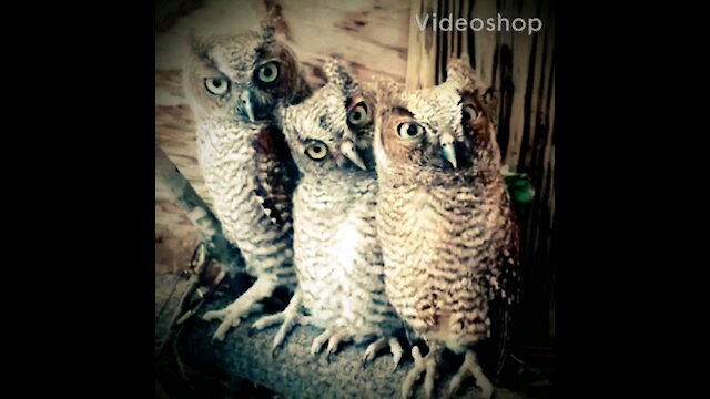 3 owls with confusing look at camera