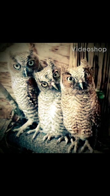 3 owls with confusing look at camera