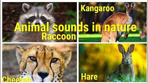 WILD ANIMALS sounds in nature Raccoon, Kangaroo, Cheetah and Hare