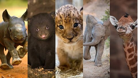 Cute Animals you need to see 😱🤗/ Cutest animals in the world 🌍