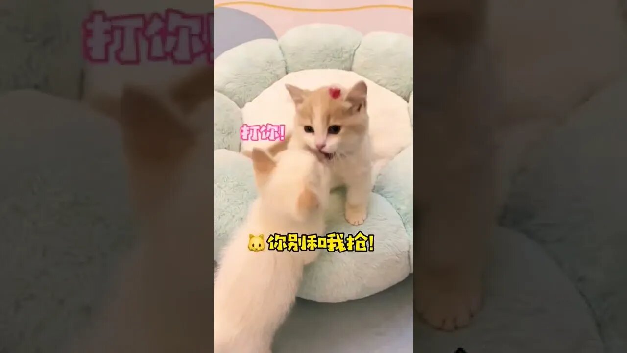 Cutest animals Baby Cat play #shorts #shortsfeed #Youtubepets_&_aniaml