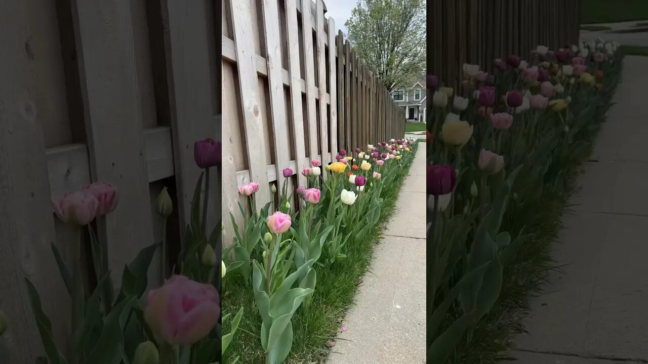 A MUST WATCH if you love tulips 😍🌷💗 #tulips #gardeningideas