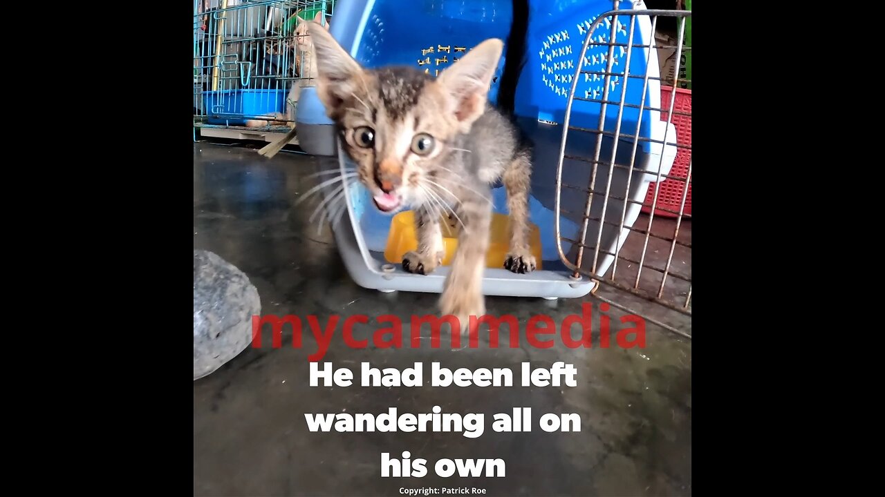 Malnourished and neglected kitten alone at a market