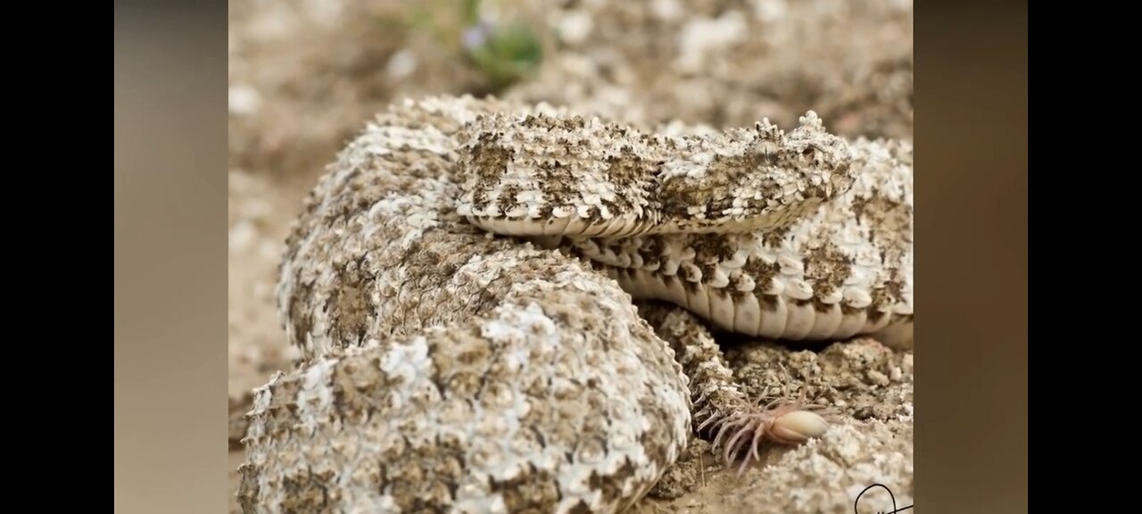 This Snake Fools Birds With It's Weird Tail