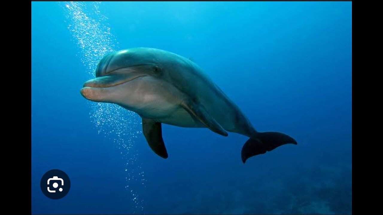 Amazing Dolphin Swimming video 🐬❤️