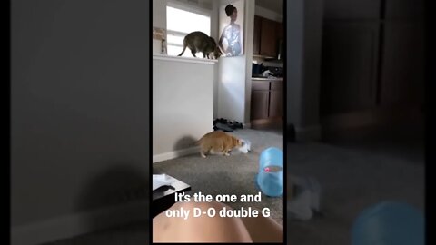 It's the one and only D-O double G #shorts