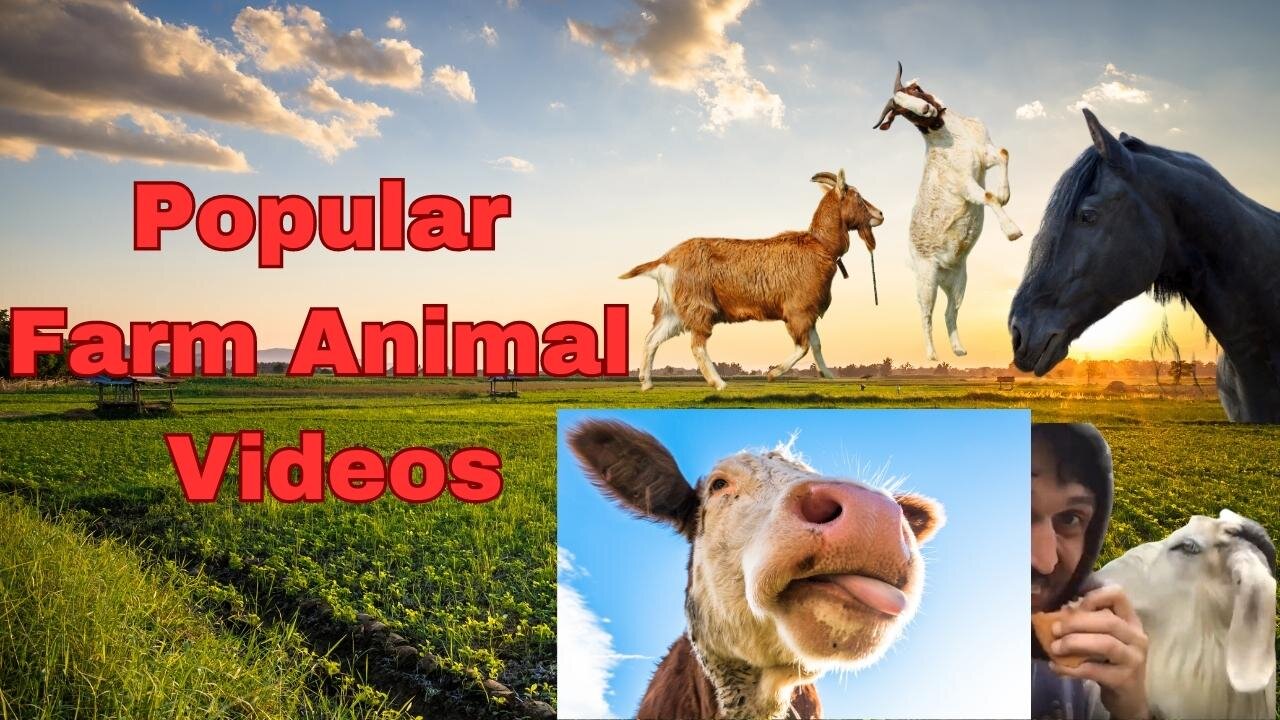 nique Animals on the Farm: A Collection of Hilarious Moments Going Viral on the Internet