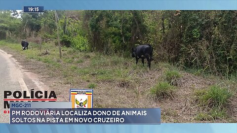 MGC-211: PM Rodoviária Localiza Dono de Animais soltos na Pista em Novo Cruzeiro.