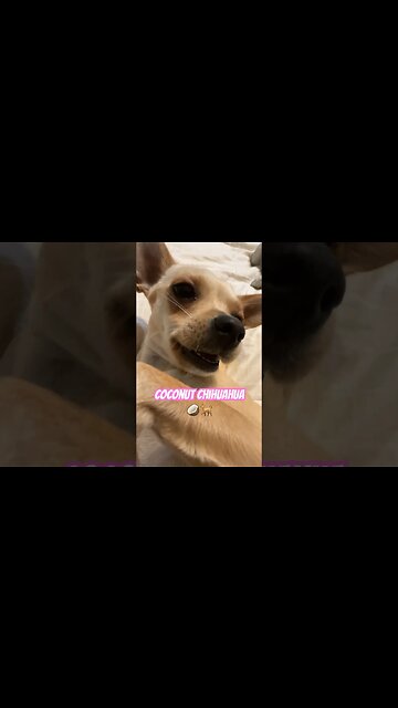 Coconut Chihuahua 🥥🐕 #funnychihuahua #funnyshortvideos #chihuahuababy #chihuahuadog #chihuahualove
