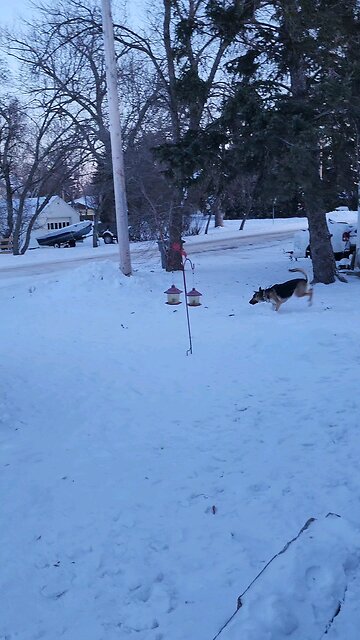 Jordan's snow zoomies